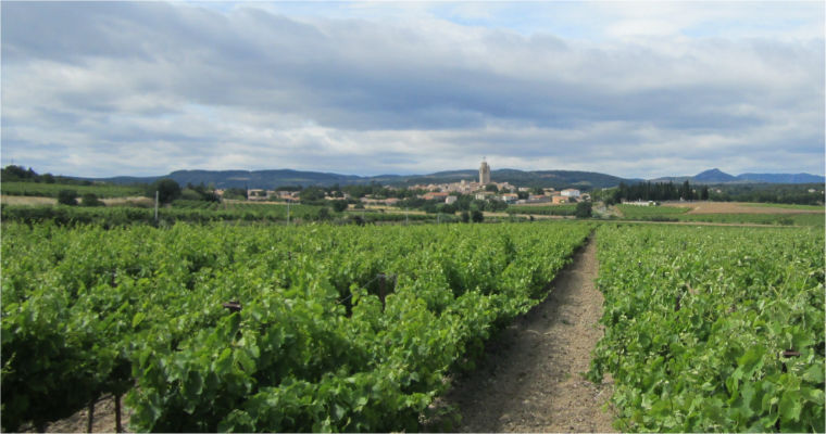 vignes et clocher